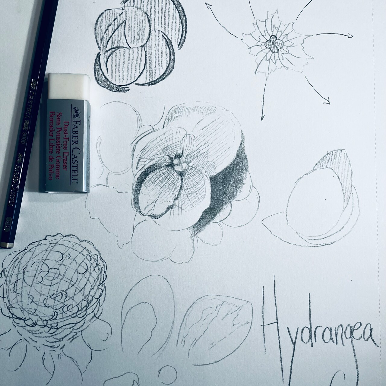 Flower Fundamentals: Hydrangea with @AdrienneHodgeArt